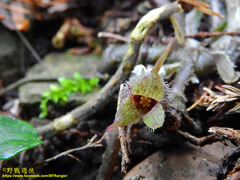 Asarum caudigerum