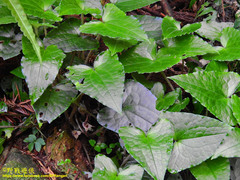 Asarum caudigerum