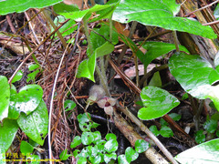 Asarum caudigerum