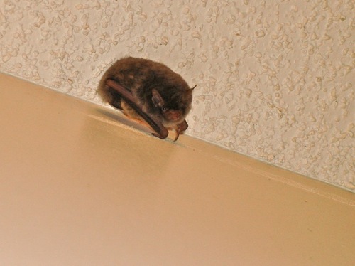 Perimyotis subflavus