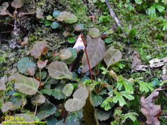 Shortia rotundifolia