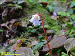 Shortia rotundifolia