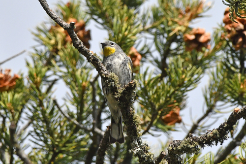 Yellow-rumped Warbler photographed in New Mexico