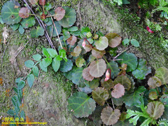 Shortia rotundifolia