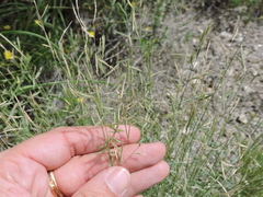Bouteloua trifida