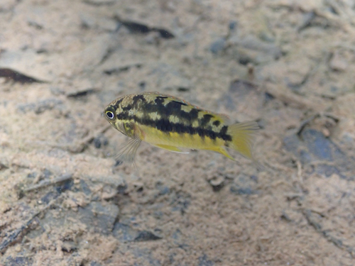 Dwarf goldeneye cichlid (Nannacara anomala) — Cichlidae — 4