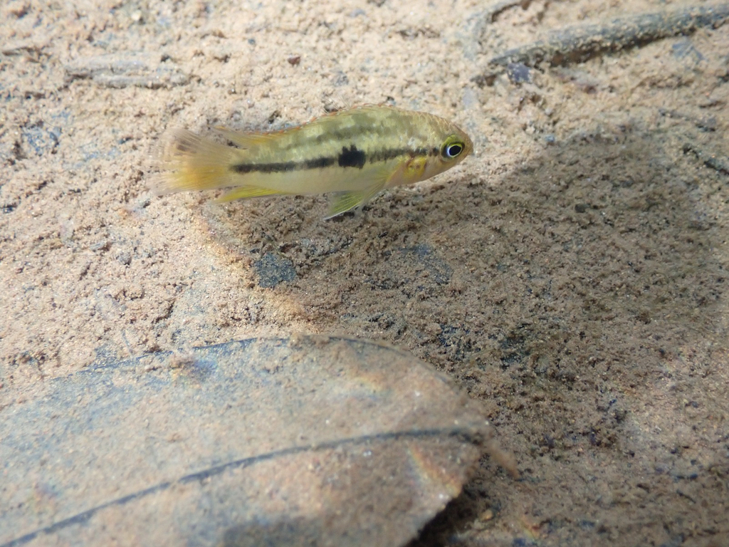 Dwarf goldeneye cichlid (Nannacara anomala) — Cichlidae