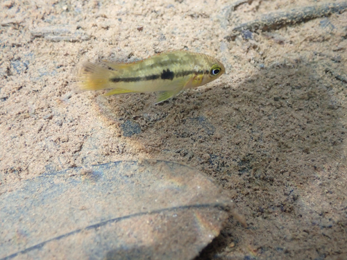 Dwarf goldeneye cichlid (Nannacara anomala) — Cichlidae