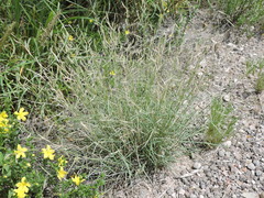 Bouteloua trifida