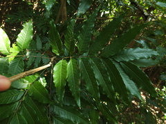 Dimocarpus longan