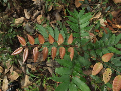 Dimocarpus longan