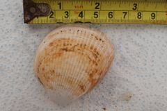 Laevicardium crassum