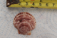 Aequipecten opercularis