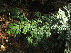 Diospyros buxifolia