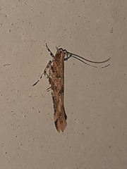 Pyroderces