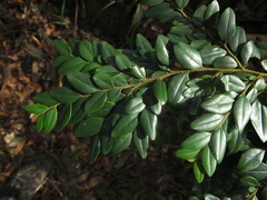Diospyros buxifolia