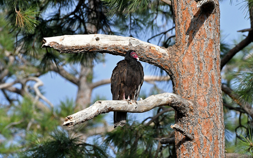 Turkey Vulture photographed in New Mexico