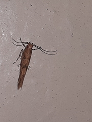 Pyroderces