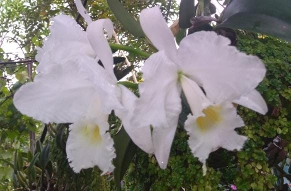 Imagem de Orquídea Nacional