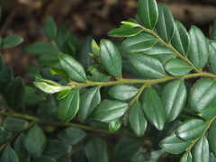 Diospyros buxifolia
