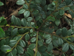 Diospyros buxifolia