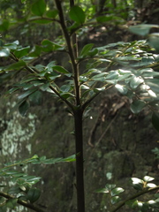 Diospyros buxifolia