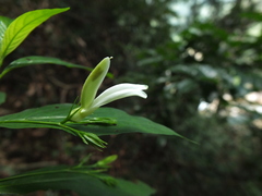 Phlogacanthus albiflorus