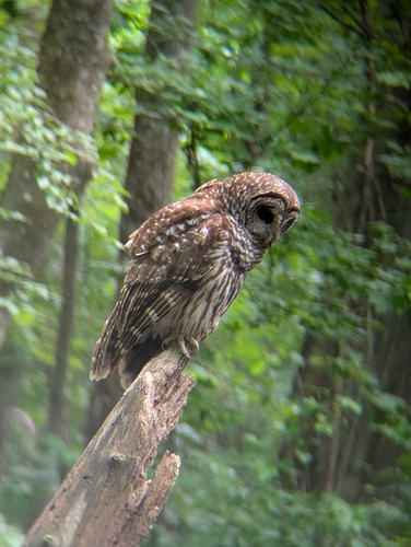 Barred Owl photographed in South Carolina