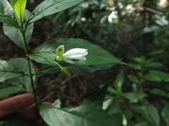 Phlogacanthus albiflorus