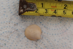 Laevicardium crassum