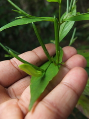Phlogacanthus albiflorus