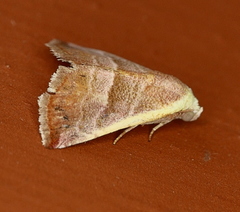 Eublemma cinnamomea