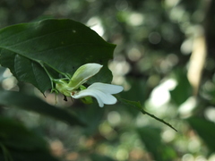 Phlogacanthus albiflorus