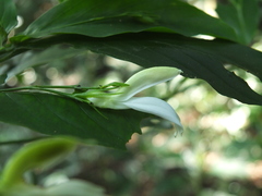 Phlogacanthus albiflorus