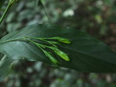 Phlogacanthus albiflorus