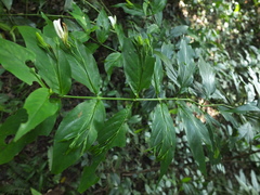 Phlogacanthus albiflorus