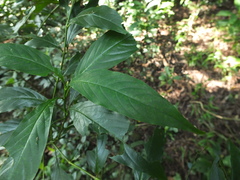 Phlogacanthus albiflorus