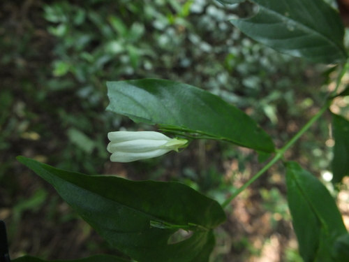 Image of Phlogacanthus Albiflorus (Phlogacanthus albiflorus) by (c) Siddarth Machado, some rights reserved (CC BY)