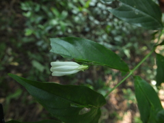 Phlogacanthus albiflorus