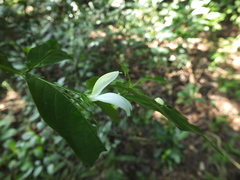Phlogacanthus albiflorus