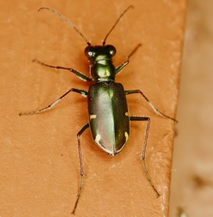 Eunota severa