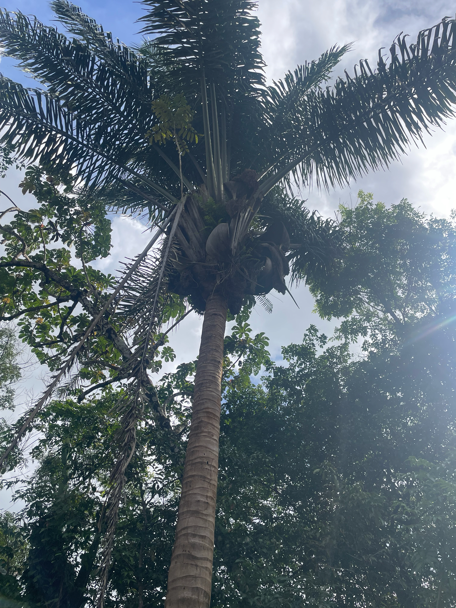 Imagem de Inajá