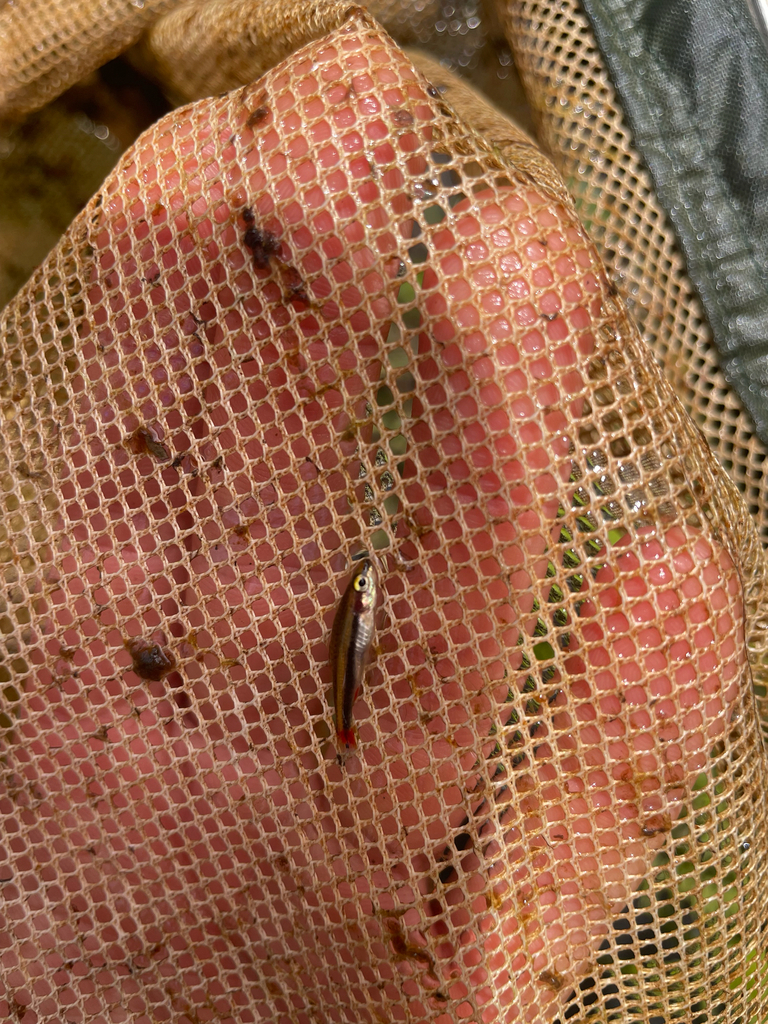Anomalous pencilfish (Nannostomus beckfordi) — Lebiasinidae