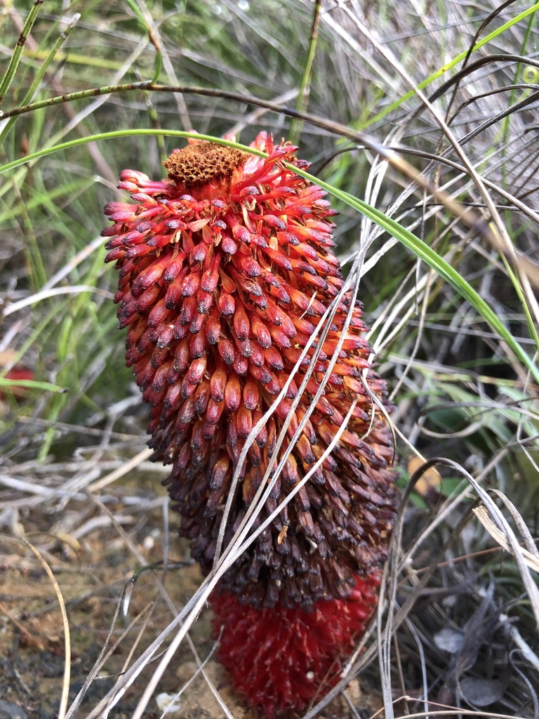 Bloodcobs