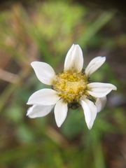 Chrysanthemum integrifolium