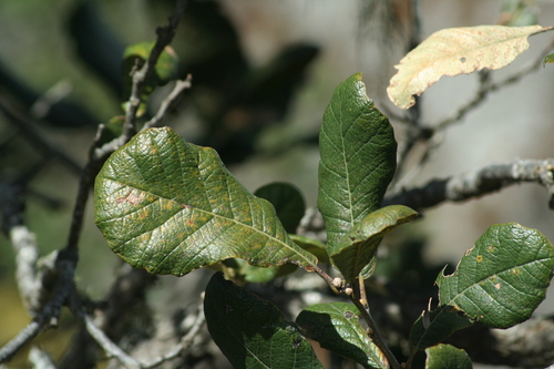 Image of Quercus rugosa by (c) Luis F. Ramírez, some rights reserved (CC BY)