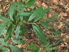 Erythroxylum obtusifolium