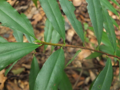 Erythroxylum obtusifolium