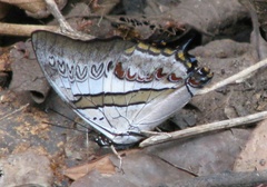 Polyura schreiber
