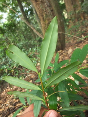 Erythroxylum obtusifolium